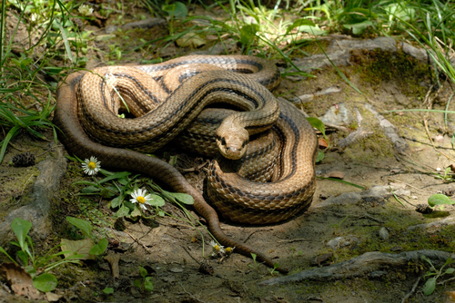 Four-lined Snake, Italy, photo 9 of 10