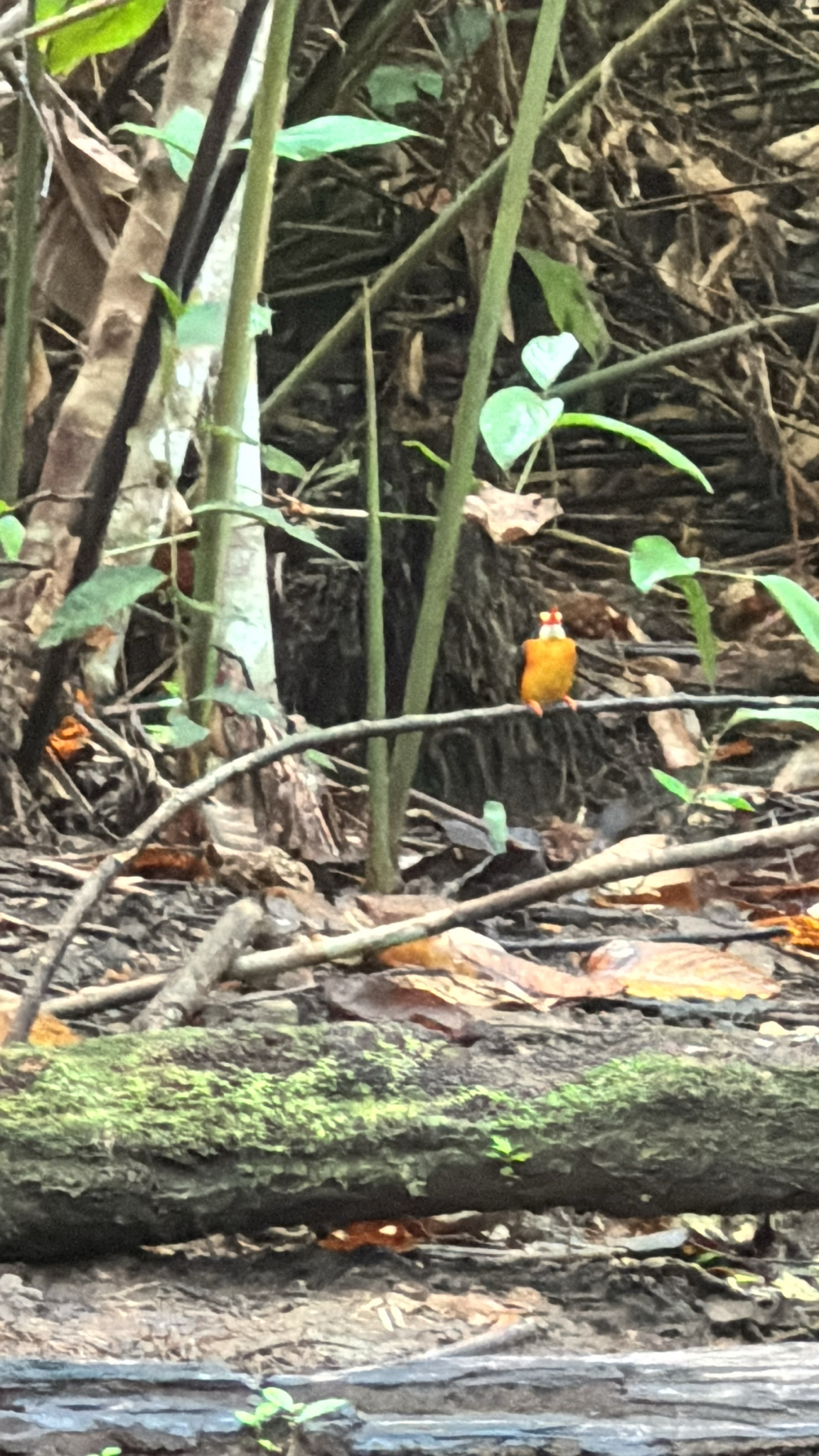 Moluccan Dwarf Kingfisher (Ceyx lepidus), photo 3