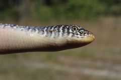 Ophisaurus ventralis image