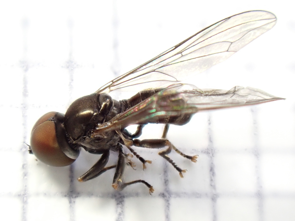 Pipunculus campestris