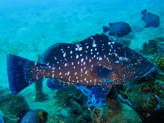 White-Blotched Grouper photo 2