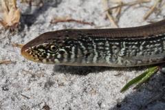 Ophisaurus ventralis image