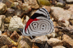 Diaethria anna