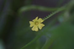 Melothria pendula