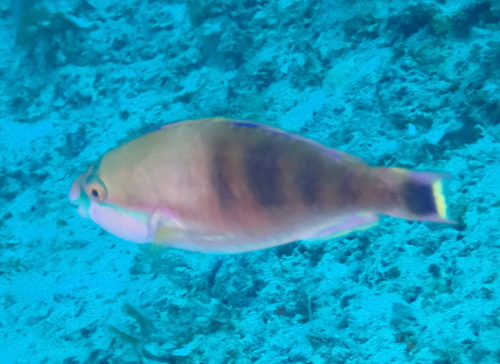Scarus longipinnis observed 2025-08-20