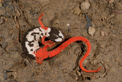 Spectacled Salamander photo 3