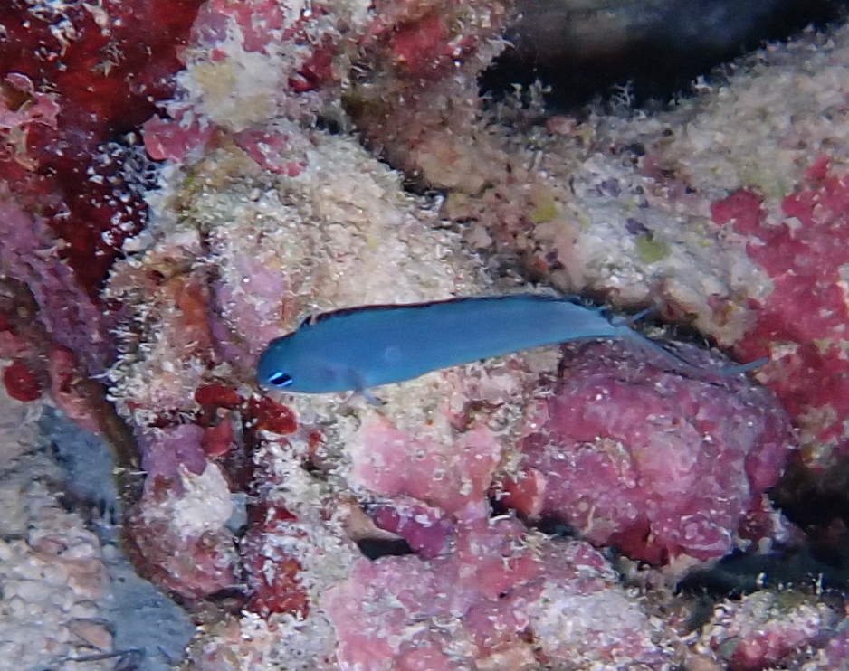Dusky fangblenny (Meiacanthus phaeus) — Blenniidae