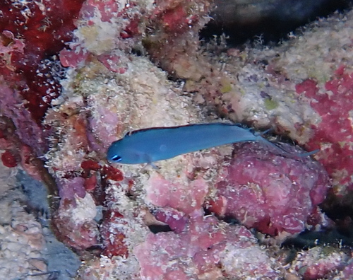 Dusky fangblenny (Meiacanthus phaeus) — Blenniidae