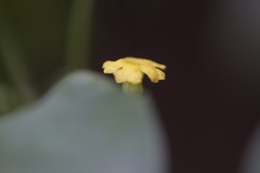 Melothria pendula