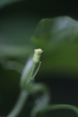 Melothria pendula