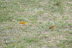 Sicalis flaveola