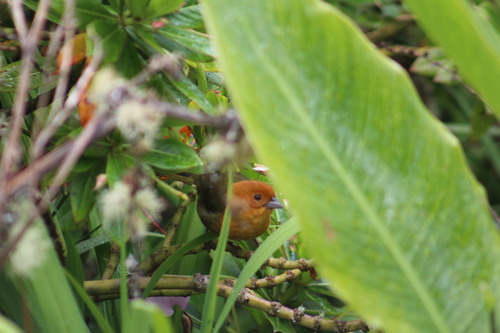 Ochre-breasted Brushfinch (Atlapetes semirufus), photo 8