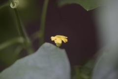 Melothria pendula