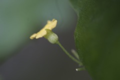 Melothria pendula
