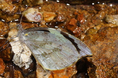 Lieinix nemesis nayaritensis