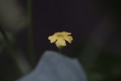 Melothria pendula