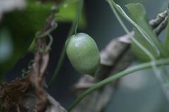 Melothria pendula