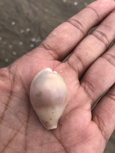 Cypraea pyriformis observed 2025-08-20