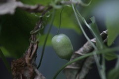 Melothria pendula