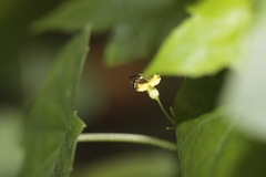 Melothria pendula