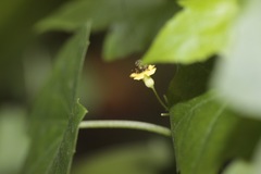 Melothria pendula