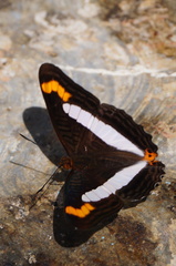 Adelpha pithys
