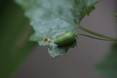 Melothria pendula