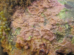Corallinophycidae