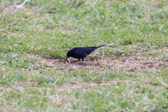 Molothrus bonariensis