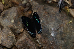 Diaethria anna