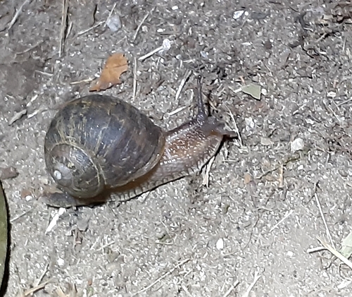 Cornu aspersum