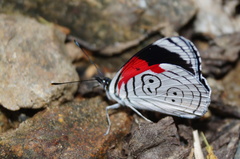 Diaethria anna