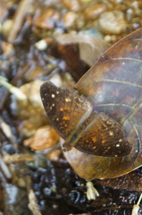 Anthanassa atronia