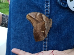 Eryphanis automedon