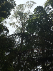 Eucalyptus delegatensis