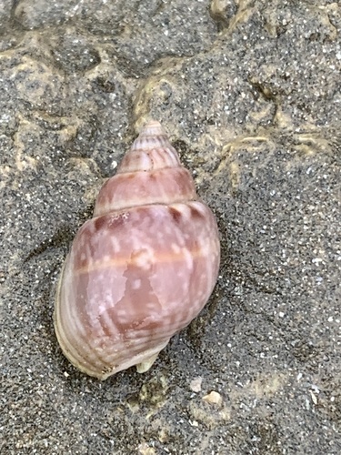 Nassarius graphiterus observed 2025-08-20