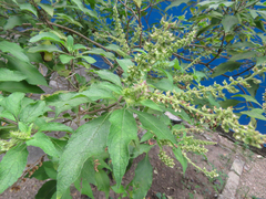 Ocimum basilicum