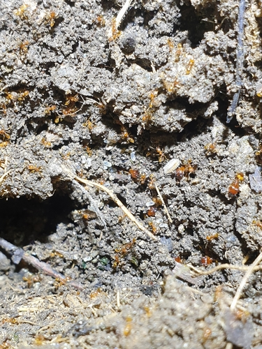 Exalloniscus cortii