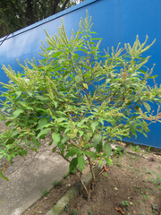 Ocimum basilicum