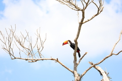Ramphastos toco
