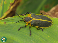 Mecistomela marginata