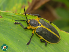 Mecistomela marginata