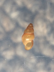 Halopyrgus pupoides