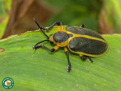 Mecistomela marginata