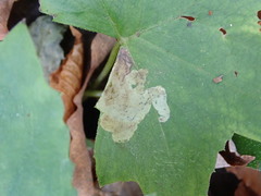 Phytomyza hydrophyllivora