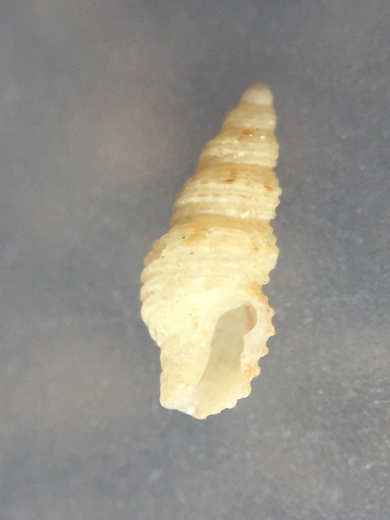 Liratilia sinuata