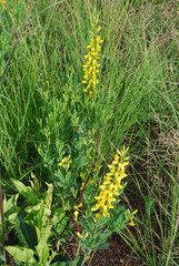 Argyrolobium baptisioides