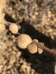 Disholcaspis perniciosa