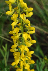 Argyrolobium baptisioides