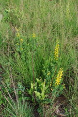 Argyrolobium baptisioides